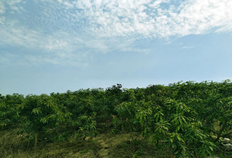 愛(ài)普豐澤晟華：為農(nóng)服務(wù)，我們是快樂(lè)的